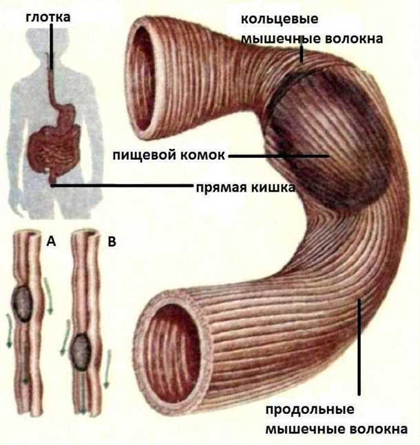 3. Дискинезия кишечника