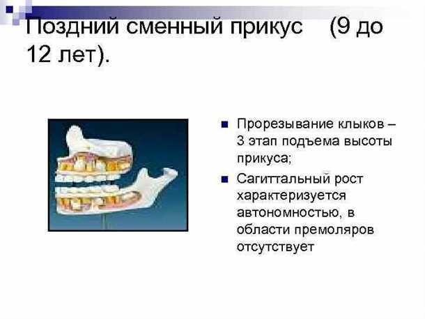 Прикус сменный