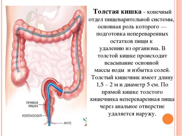 Внутренний и внешний сфинктер прямой кишки. Слизистая оболочка прямой кишки анатомия. Проктит хронический классификация. Илеит подвздошной кишки. Симптомы поражения пищеварительного тракта.