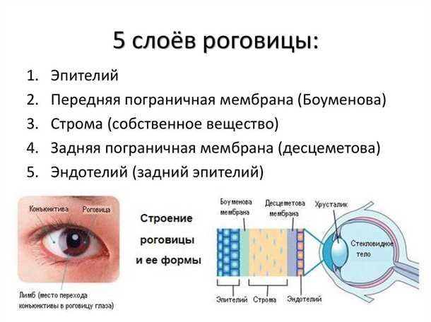 Как поддерживать здоровье роговицы глаза и предотвращать проблемы?