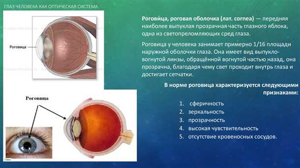 Как роговица глаза обеспечивает остроту зрения?