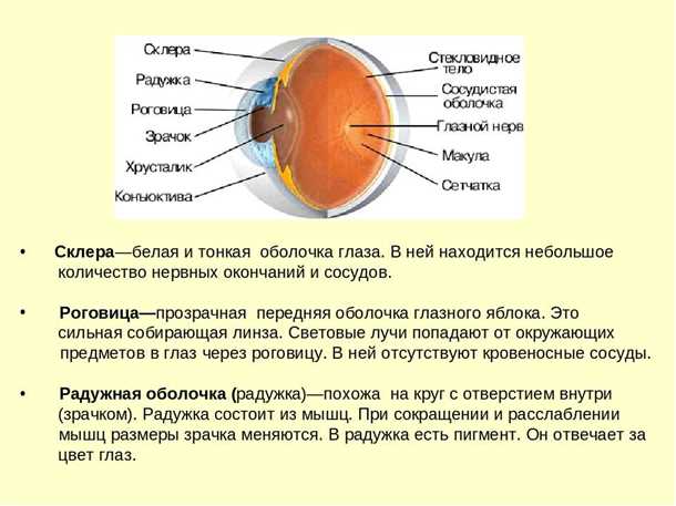 Строение роговицы