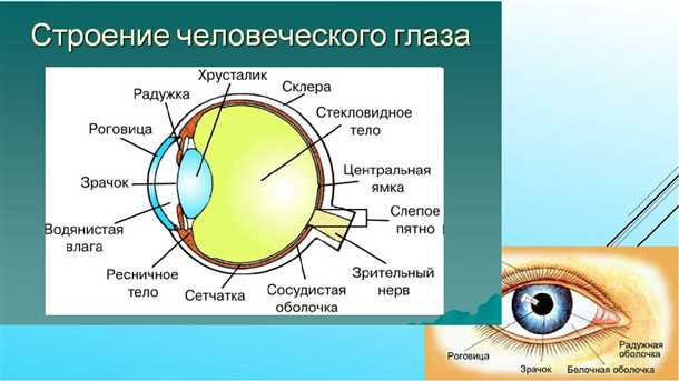 Роговица глаза, читайте все о роговице