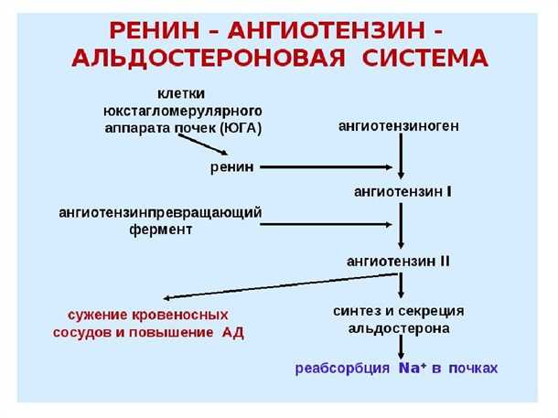 Белковые агрегаты в механизме развития болезни Альцгеймера