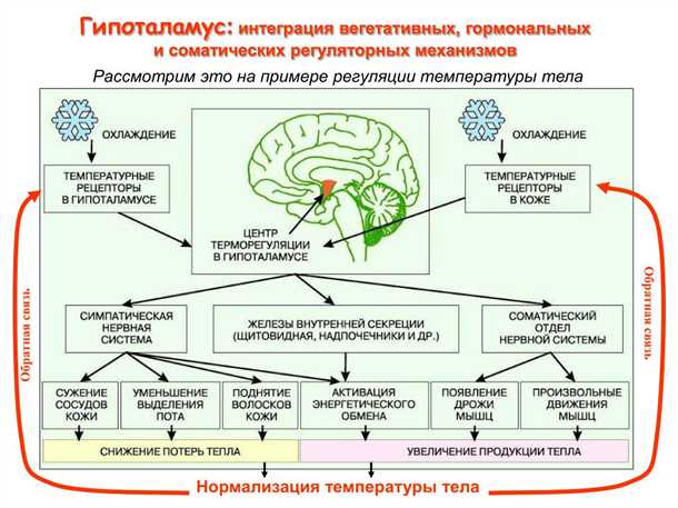 Возрастные изменения в когнитивных функциях и их связь с гормональными перестройками