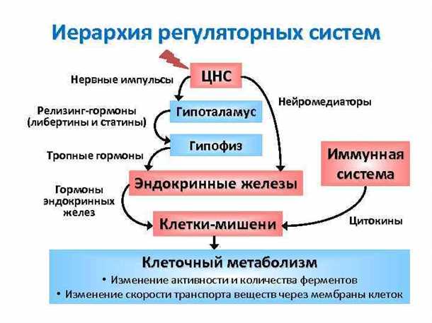 Роль гормональных изменений в развитии дегенеративных процессов в нервной системе.