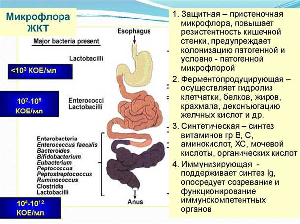 Влияние микроорганизмов на психическое здоровье: непосредственное взаимодействие и потенциальные последствия