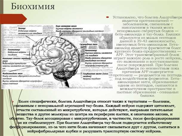 Влияние воспаления на прогрессию нейродегенеративных процессов в болезни Паркинсона и Альцгеймера