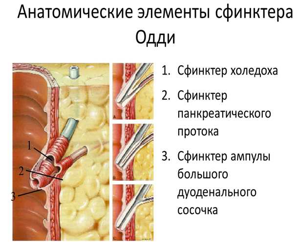 Сфинктер Одди: функции и расположение