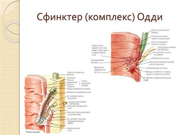 Заболевания и профилактика Сфинктера Одди