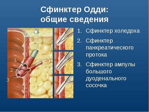 Роль Сфинктера Одди в пищеварительной системе