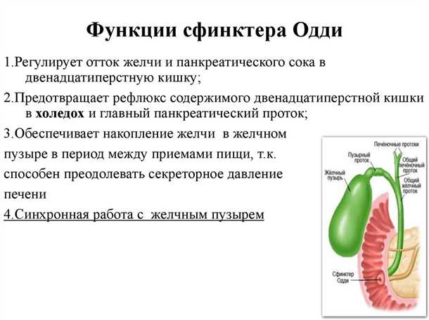 Возможные заболевания Сфинктера Одди