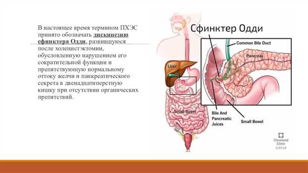 Как работает Сфинктер Одди?