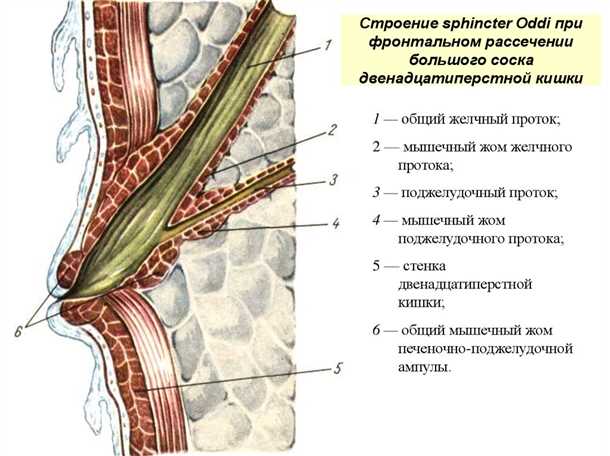 Сфинктерное масло для чего нужно