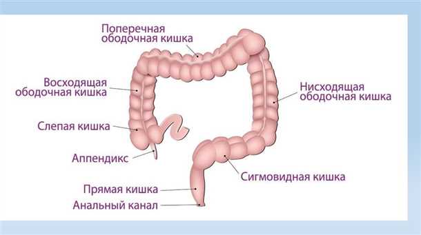 Профилактика заболеваний сигмовидной кишки
