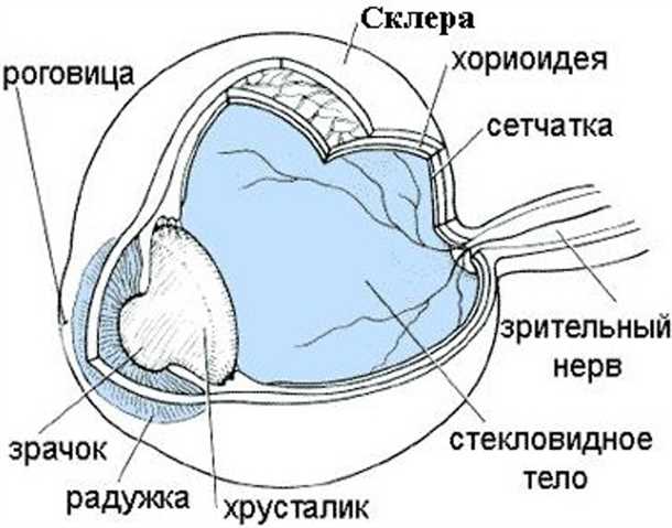 Особенности строения склеры глаза