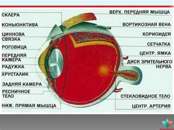 1. Ультрафиолетовое излучение