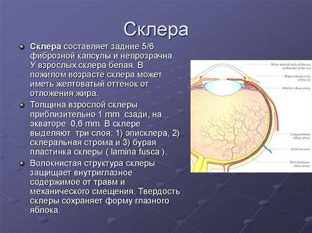 Склера глаза и их роль в зрении