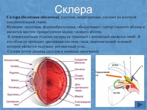Склера глаза: строение, функции, описание