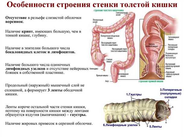 11. Травление пищи в слепой кишке: переваривание и расщепление