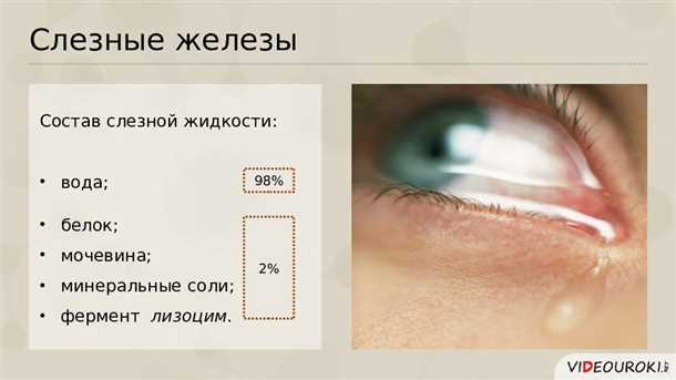 Профилактика заболеваний слезной железы