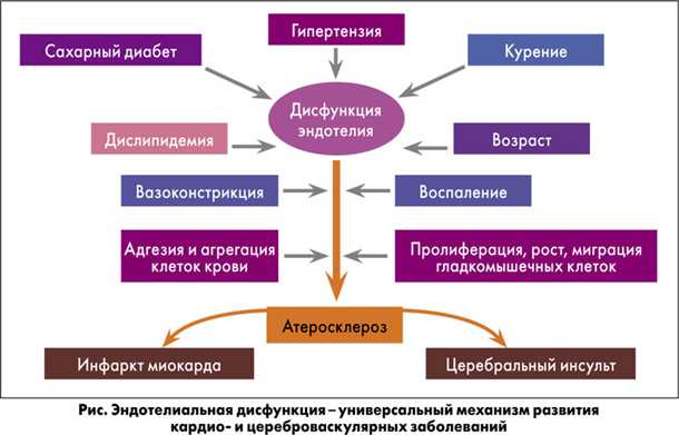 Влияние нарушений щитовидной железы на состояние сосудов