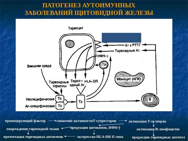 Влияние гормонального дисбаланса на функцию сосудов