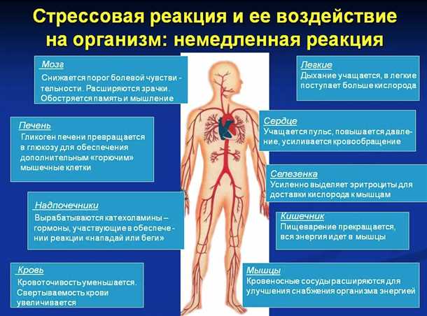 Негативное влияние стресса на нервную систему