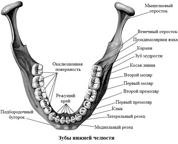 Верхняя челюсть