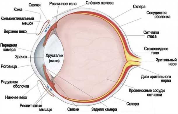 Анатомия глаза
