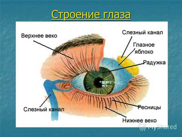 Структура сетчатки