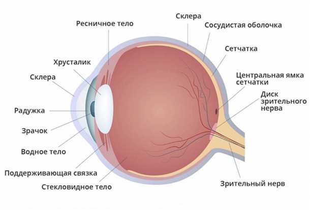 Брови и периорбитальная область