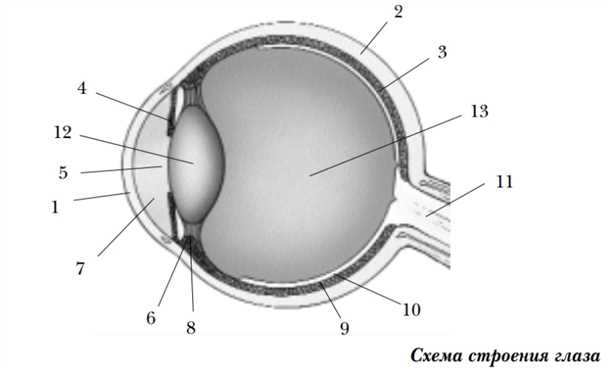 Глазницы и веки
