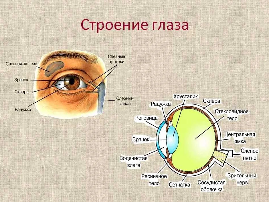 Радужка и зрачок: регулирование проникновения света