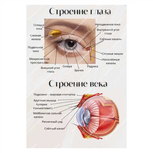 Хрусталик: функция аккомодации и фокусировки