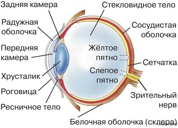 Строение глаза, фото, картинки схемы строения глаза человека.
