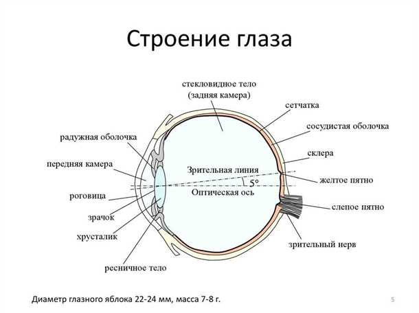 Строение сетчатки