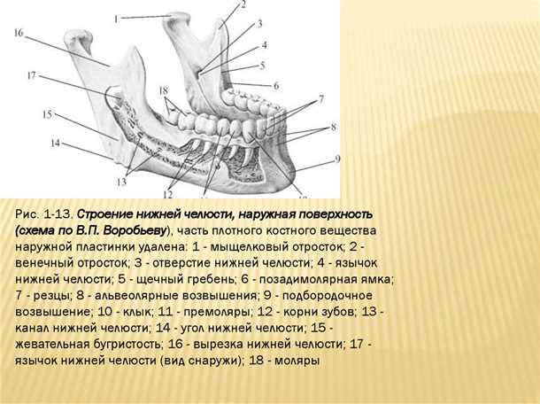 Provironum �������� ���� �������: ����.