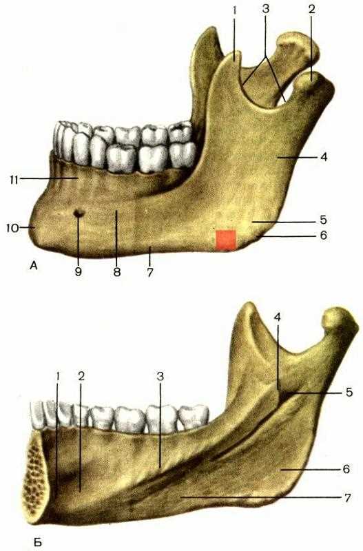 1. Мастикация