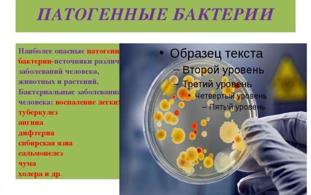 Влияние условно-патогенных бактерий на организм