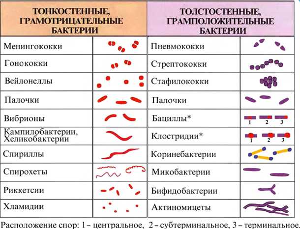 Взаимодействие условно-патогенных бактерий с другими организмами