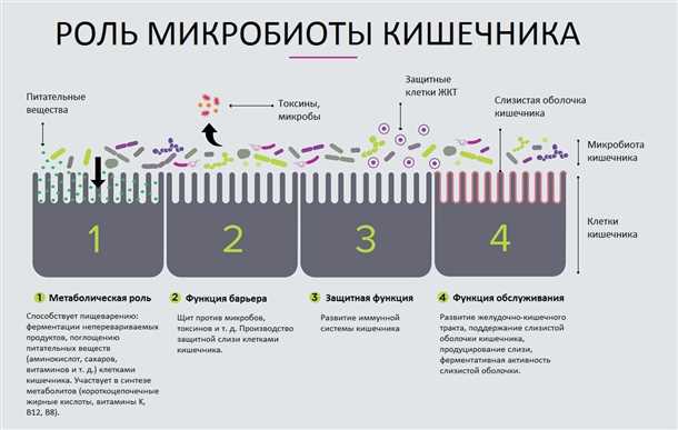 Условно-патогенные бактерии кишечной микрофлоры, их виды и функции