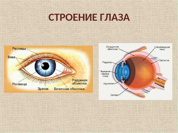 Послеоперационное период при операциях на глазных веках