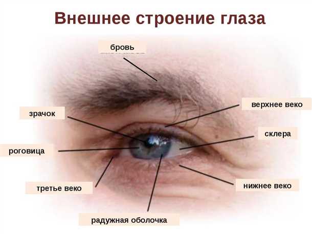 Структура глазной веки: