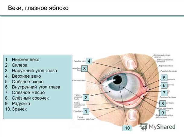Веки глаза, все о глазных веках