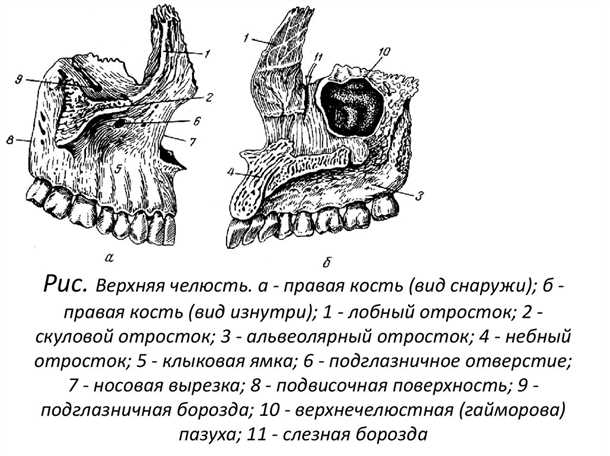 Функции верхней челюсти