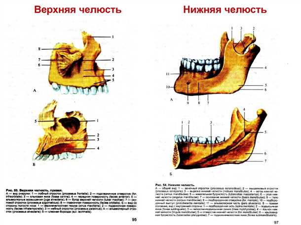 Различия между верхней и нижней челюстями