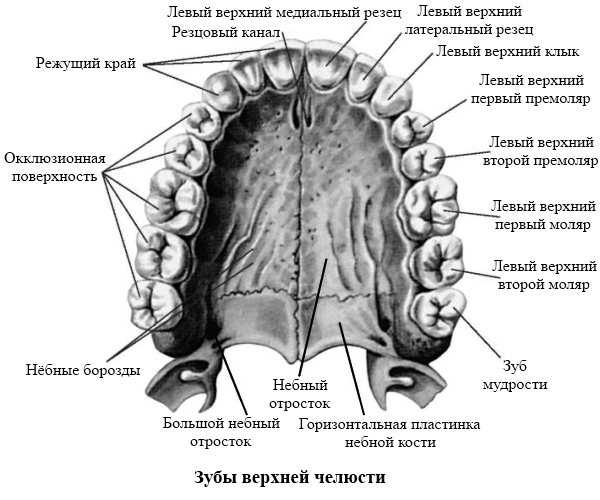 2. Периодонтит