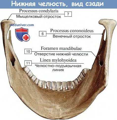 Верхняя и нижняя челюсти: структура и функции Верхняя челюсть и нижняя челюсть