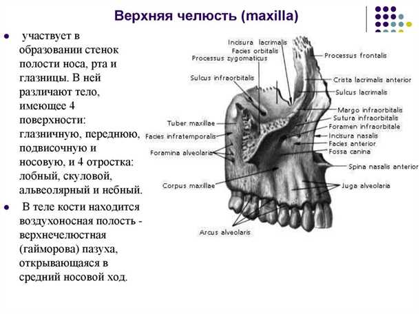 Анатомическое расположение